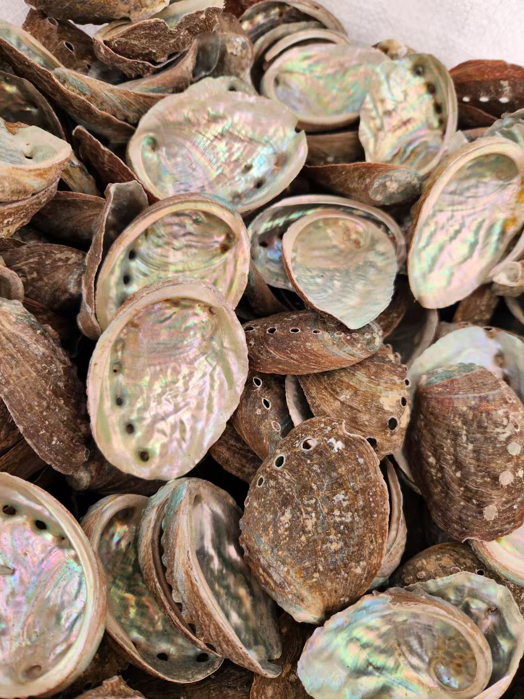 Tray - Abalone shell