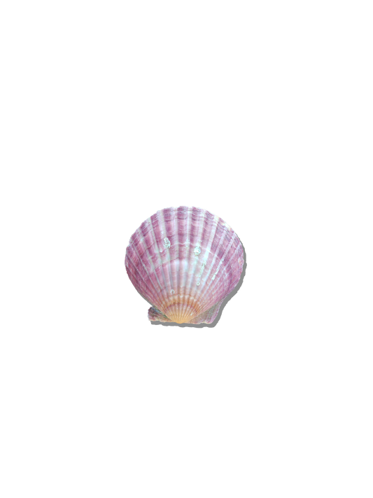 Scallop Shell