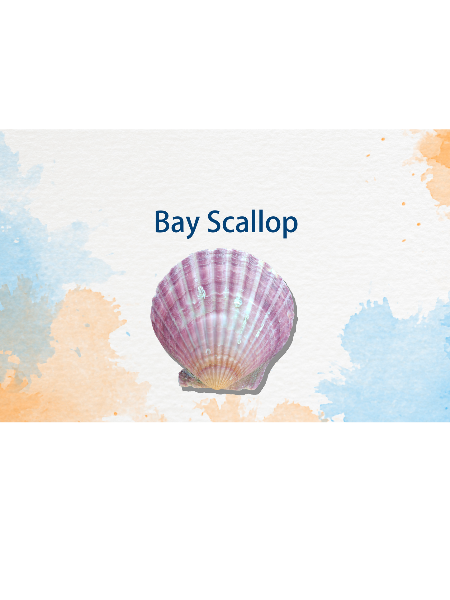 Scallop Shell