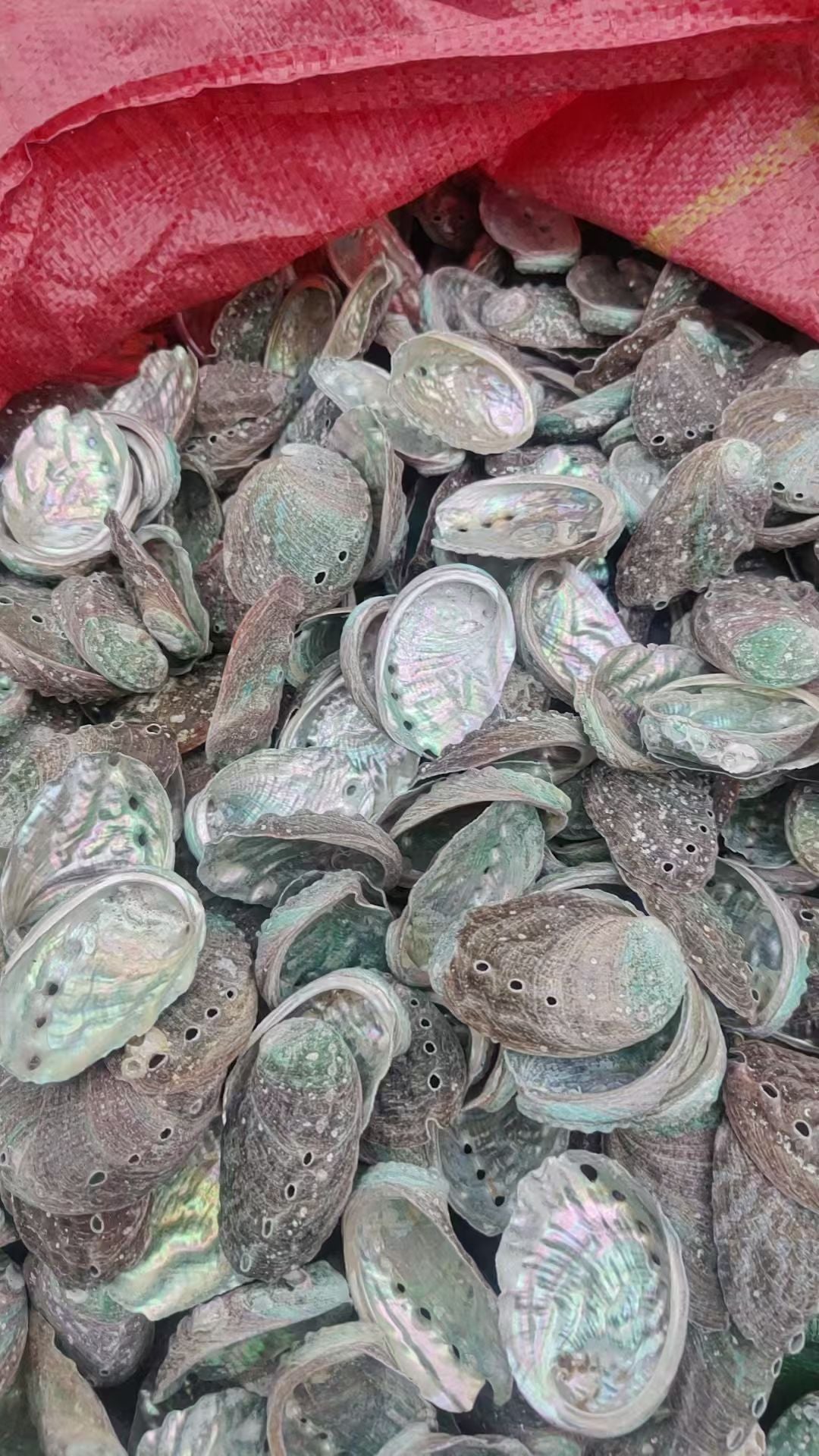 Tray - Abalone shell