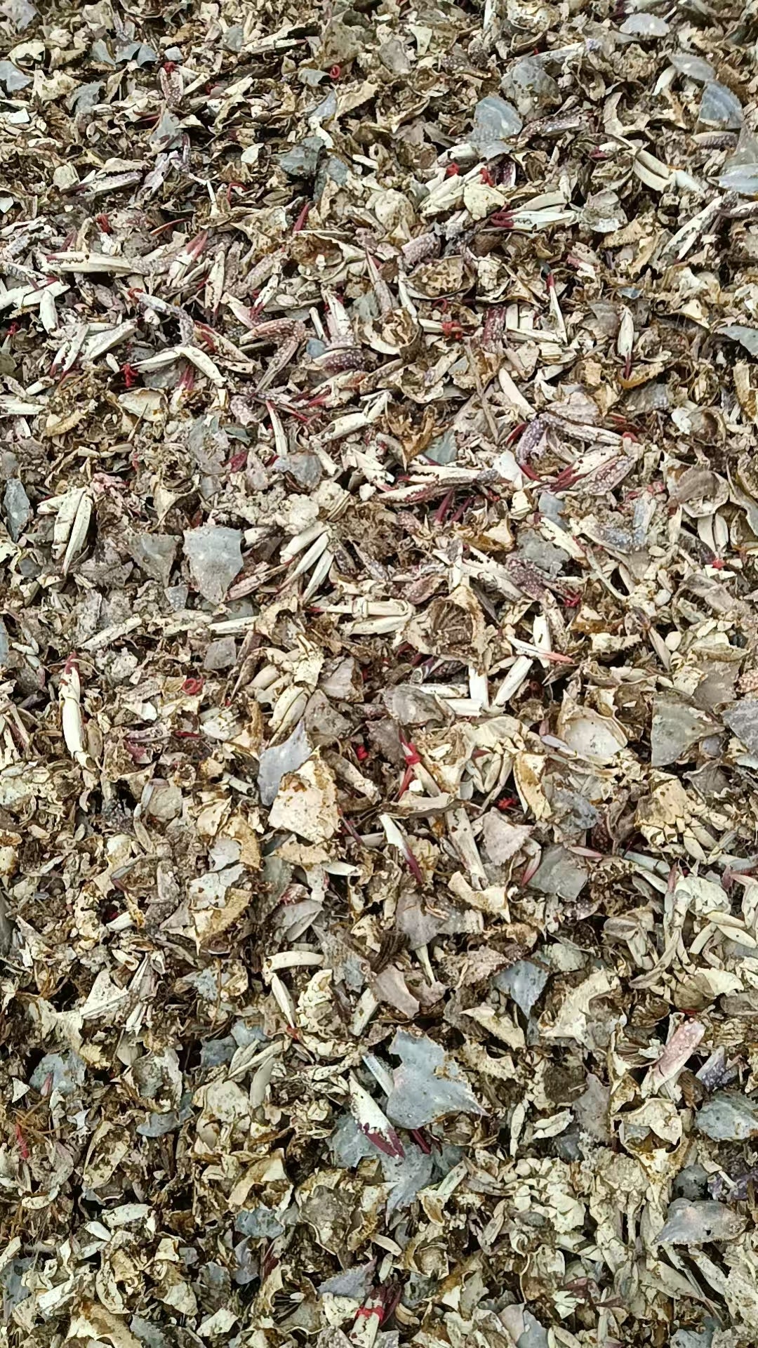 Other shell powder - Crab shell particles
