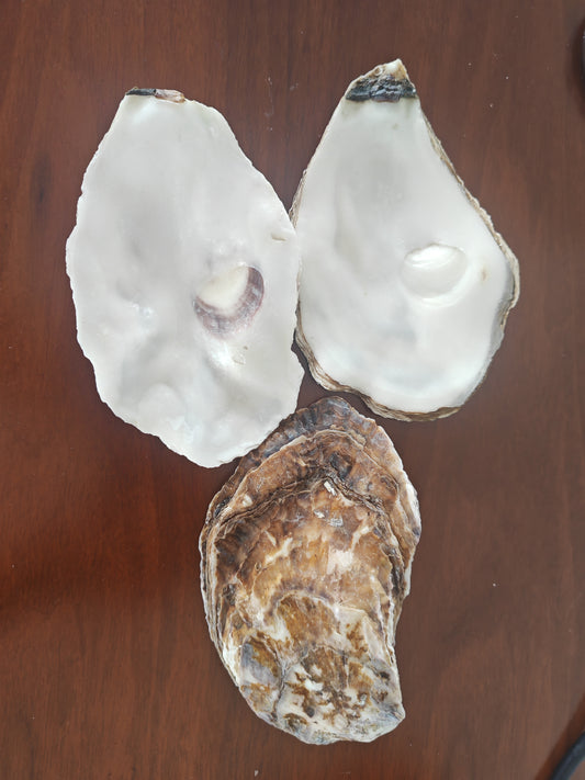 Oyster shell