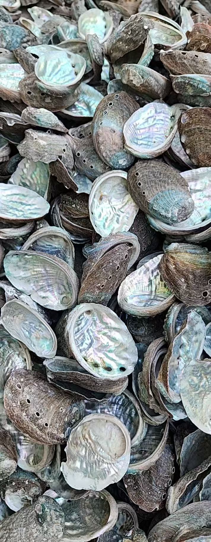 Tray - Abalone shell