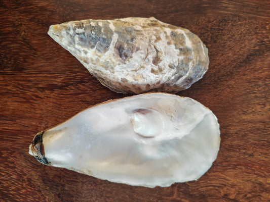 Tray - Oyster shell