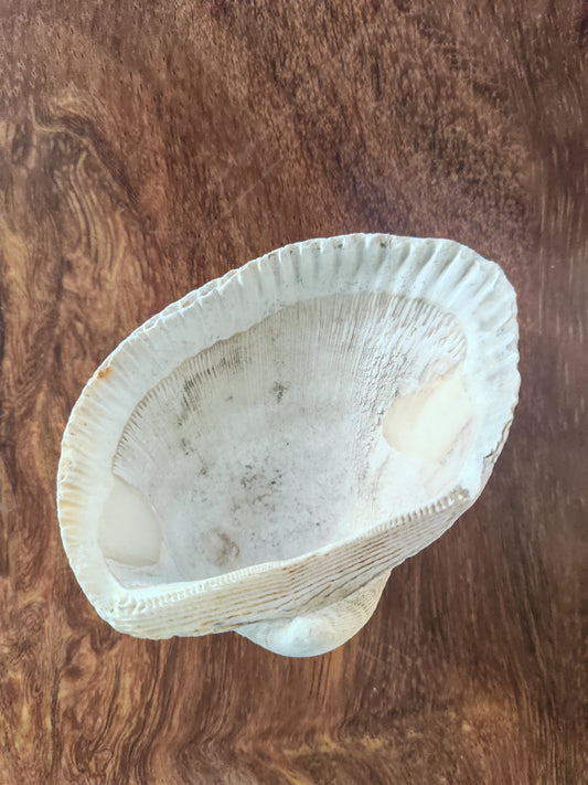 Tray - Blood clam shell