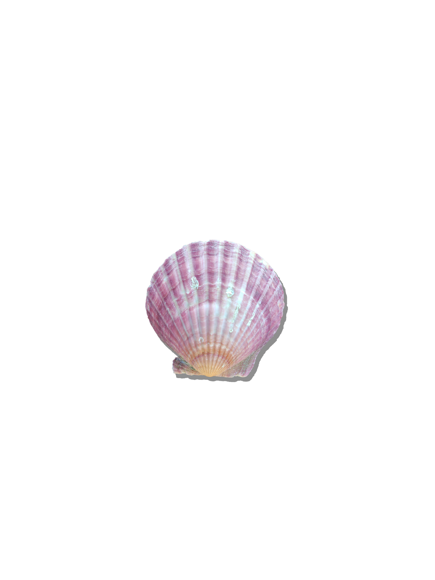 Scallop Shell