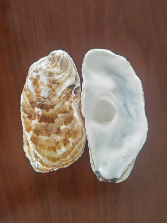 Oyster shell