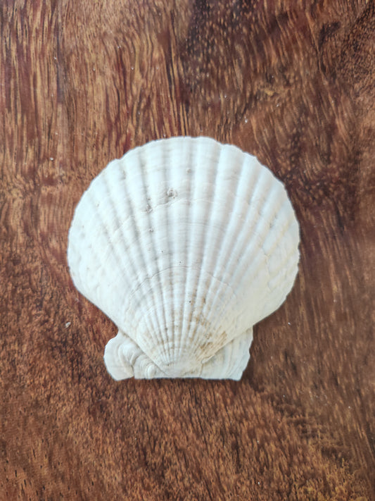 Tray - Miyagi oyster