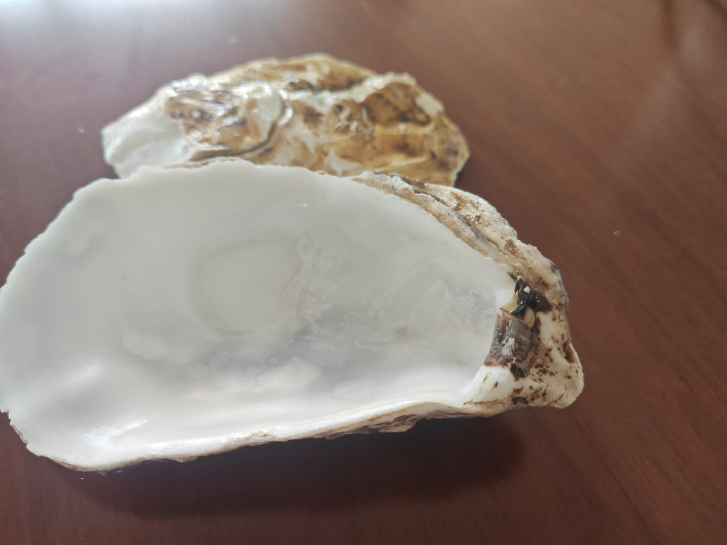Oyster shell
