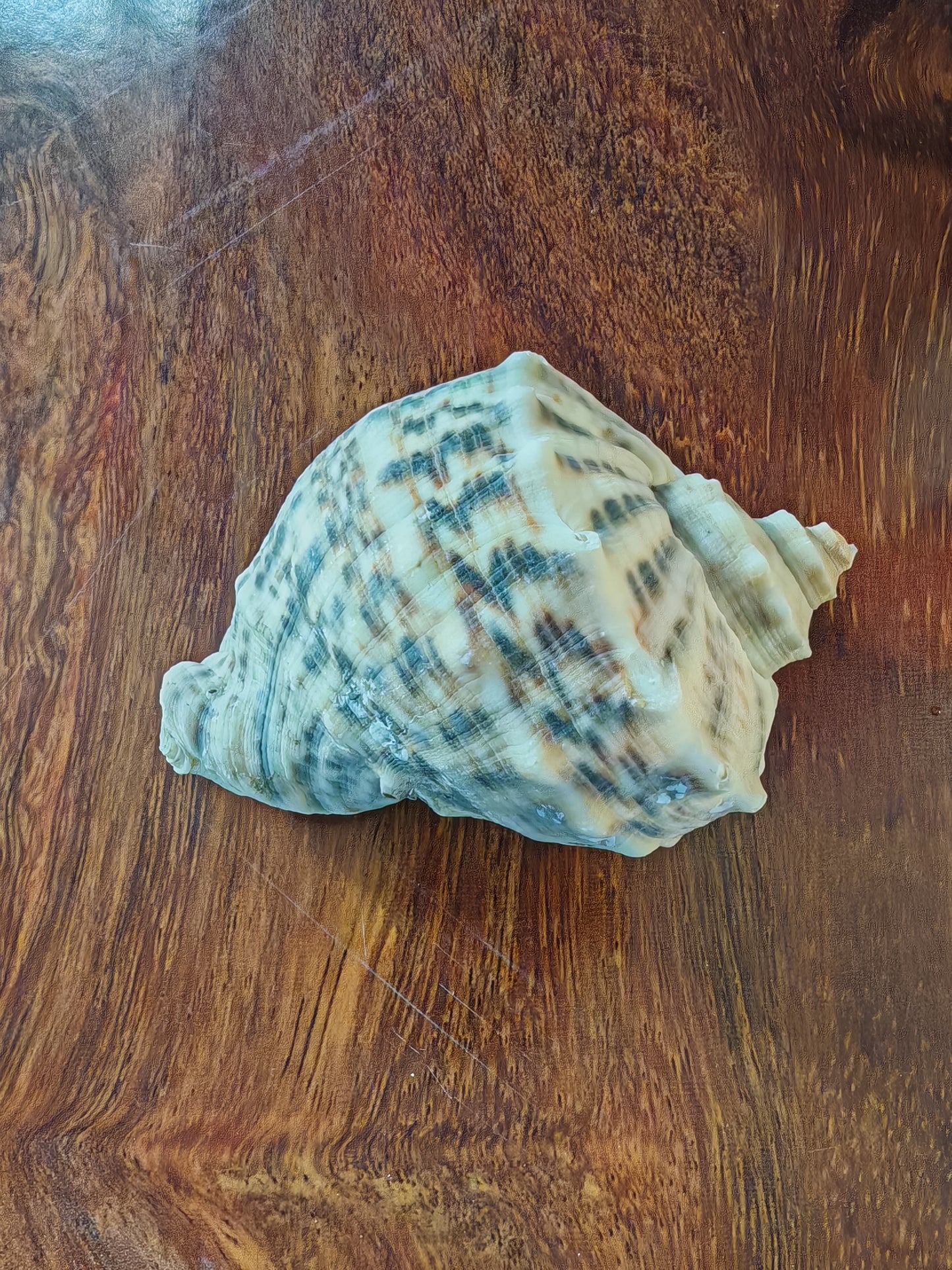 Whole shell - Conch shell