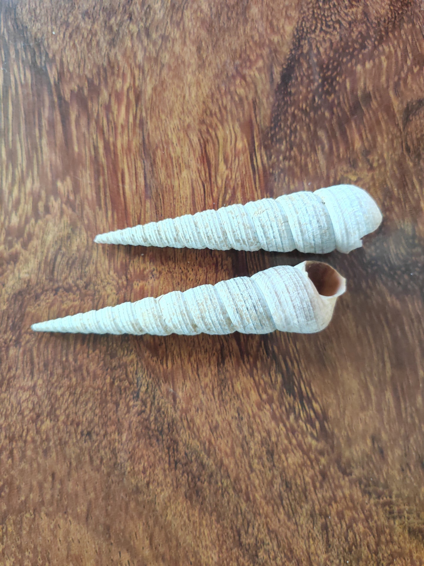 Conical shells