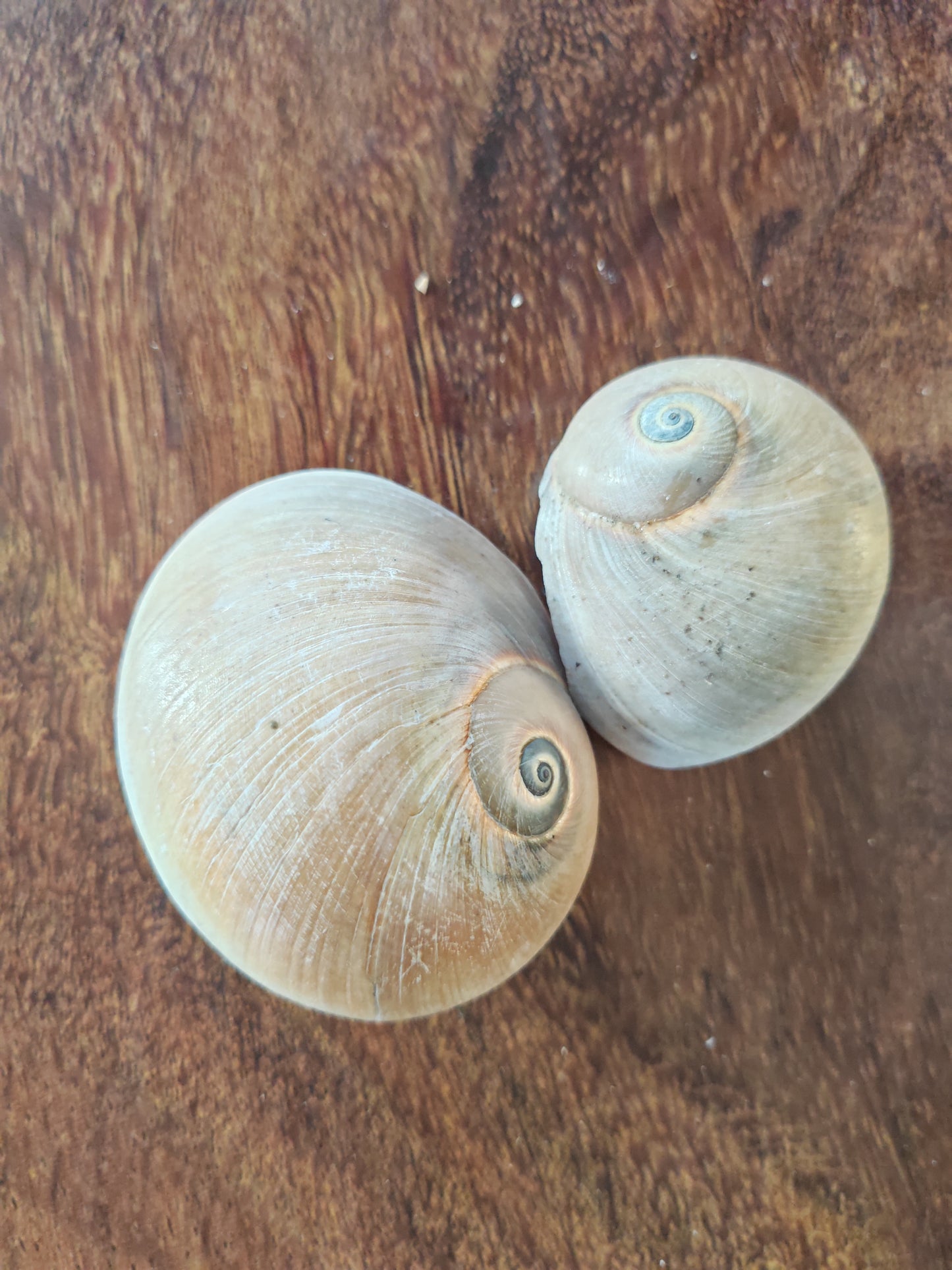 whole shell-Whelk shell