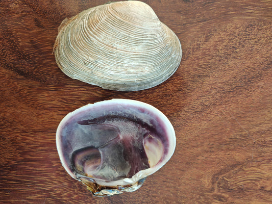 Tray - Saxidomus purpurata