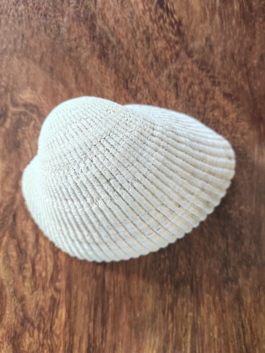 Tray - Blood clam shell
